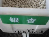 银杏种子_价格_图片_种植方法_育苗技术